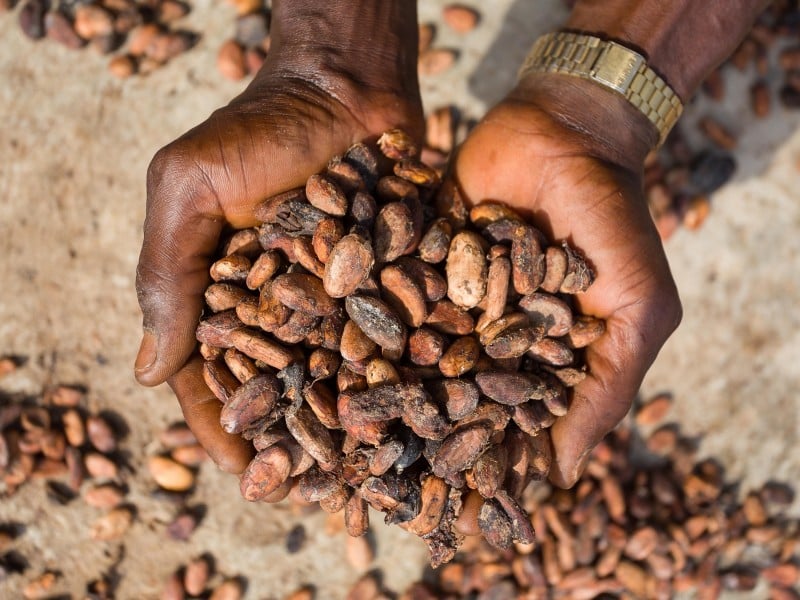 Granos de cacao se extienden para secar en una granja de la comunidad de Wao-Wao, en el estado de Ondo, suroeste de Nigeria