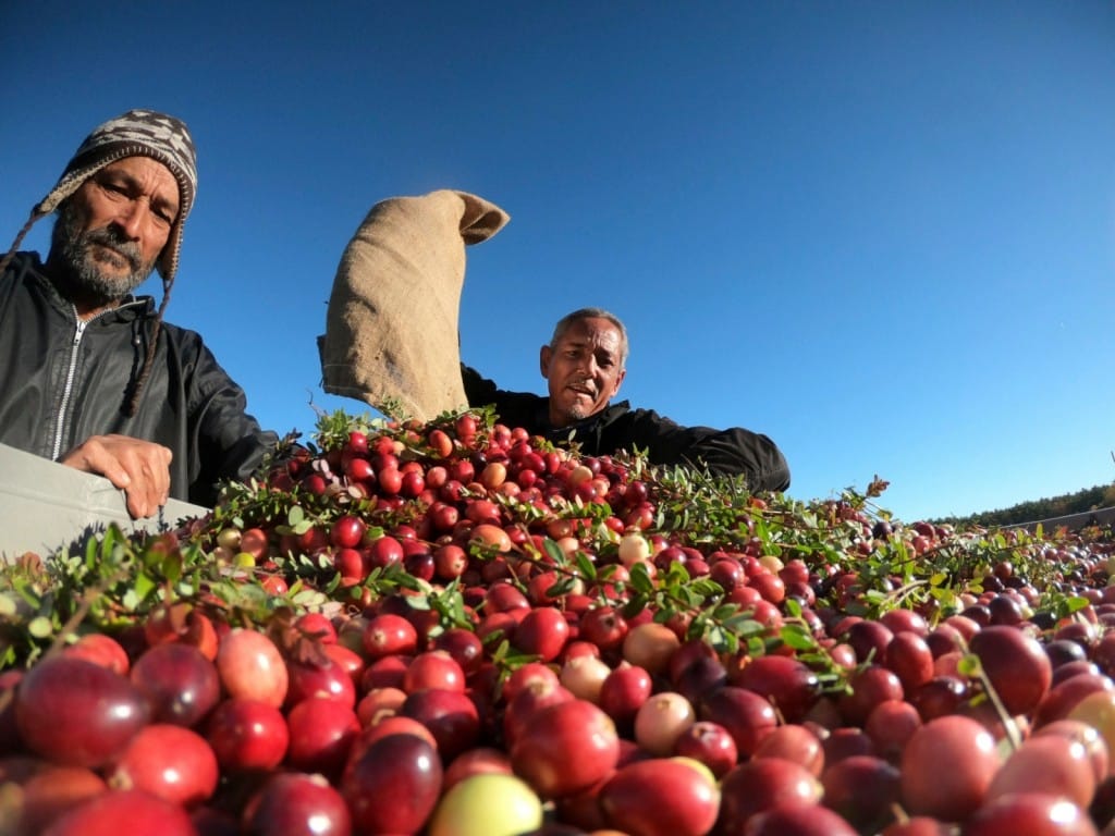 Personas cultivando arándanos