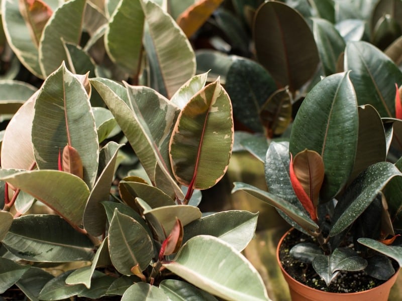 Imagen de una planta ficus