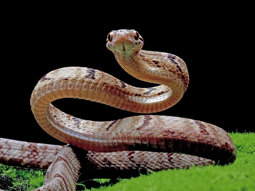 Imagen de una serpiente