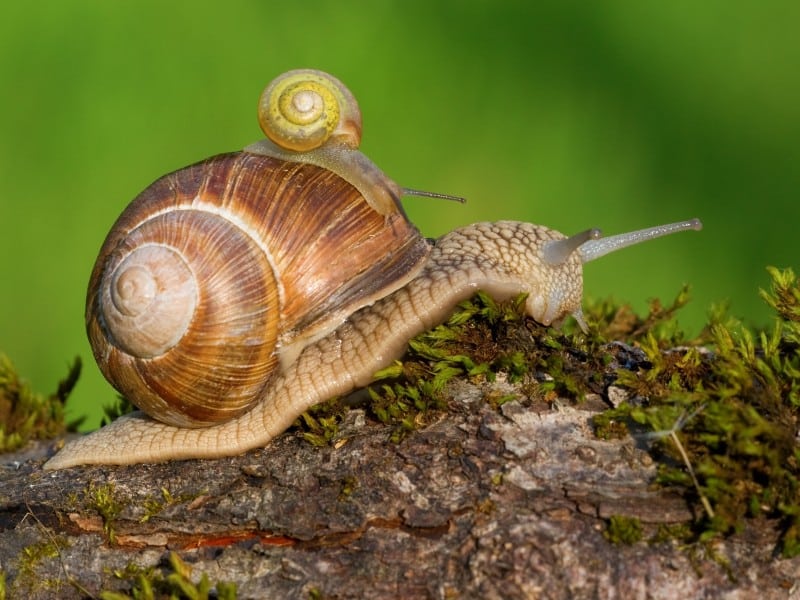 Imagen de un caracol