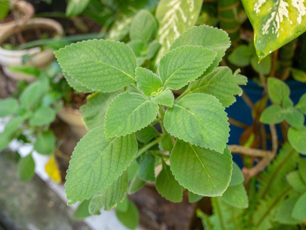 Planta de Boldo