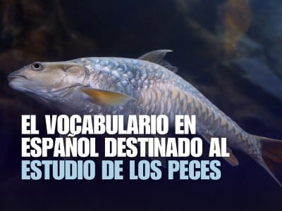 Imagen de un pez