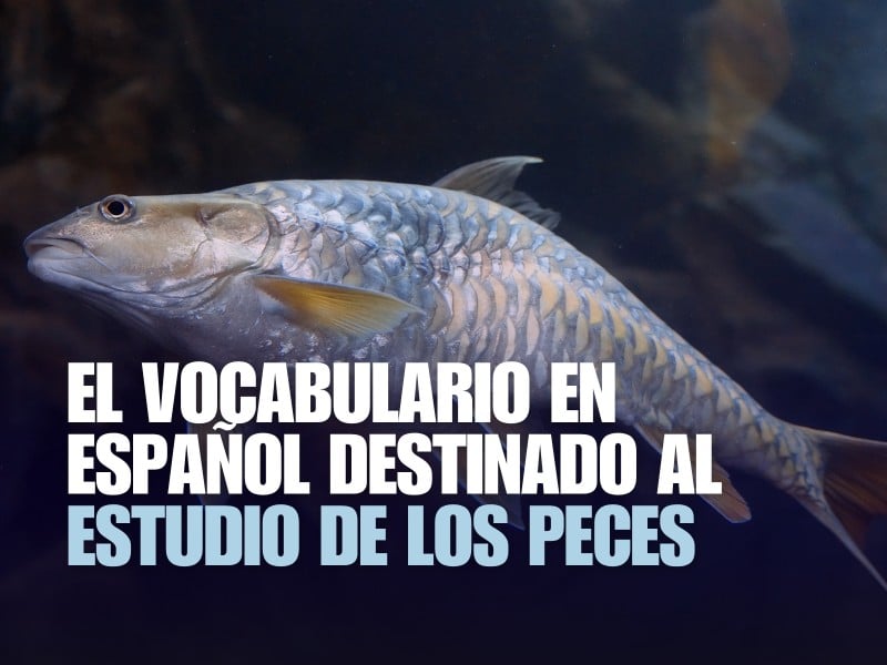 Imagen de un pez