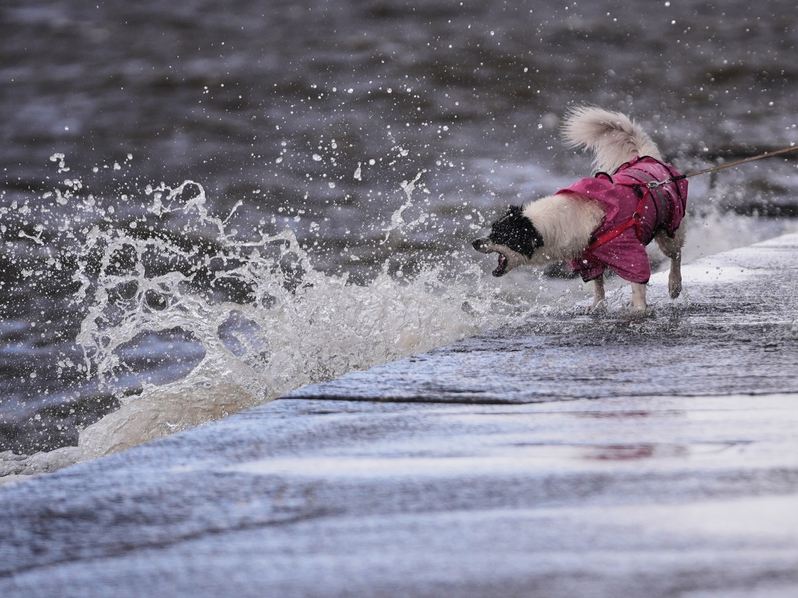 Cilo, un perro de seis años, ladra a la marea alta