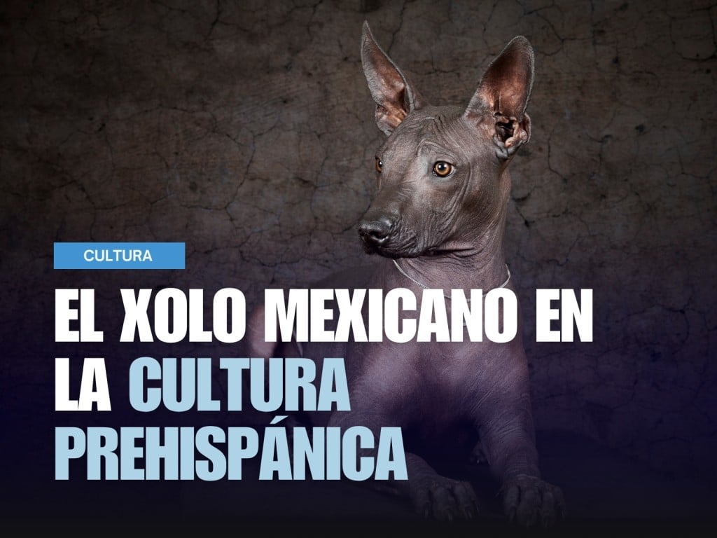 Xolo mexicano