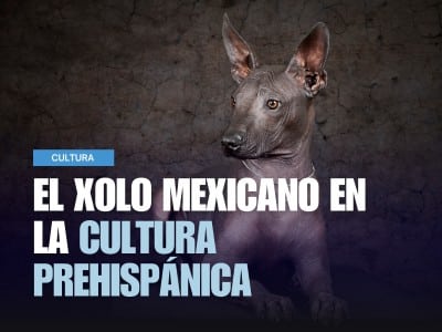 Xolo mexicano