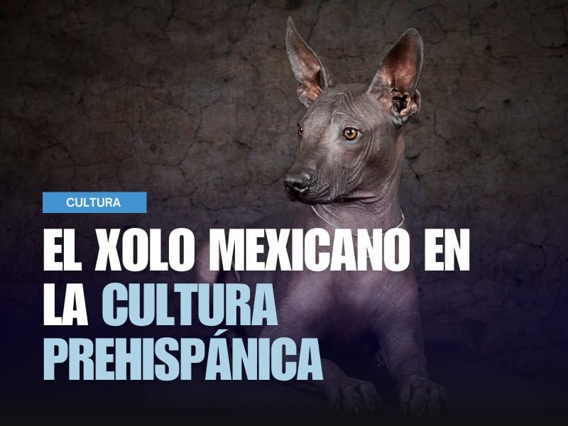 Xolo mexicano