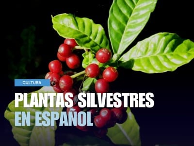 Planta silvestre