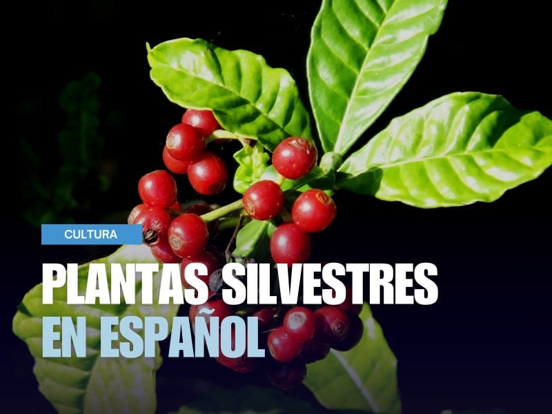 Planta silvestre