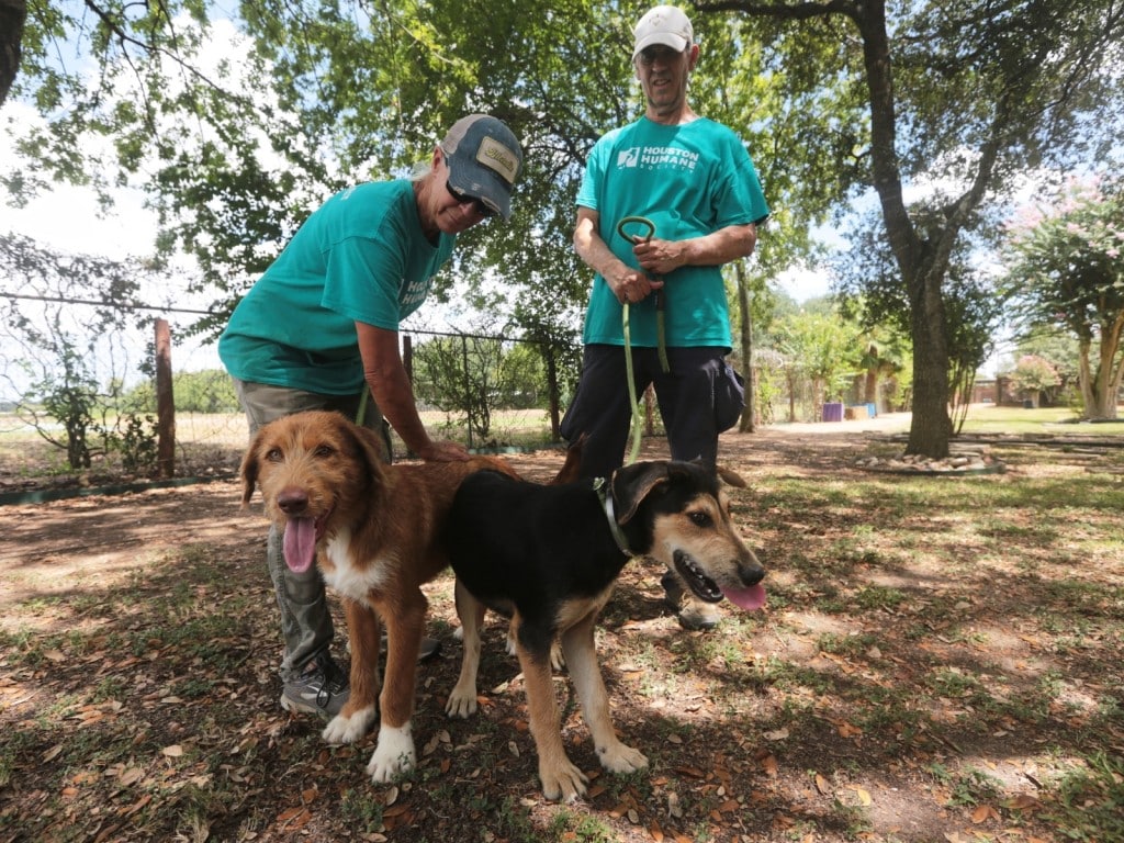 voluntarios de la Houston Humane Society