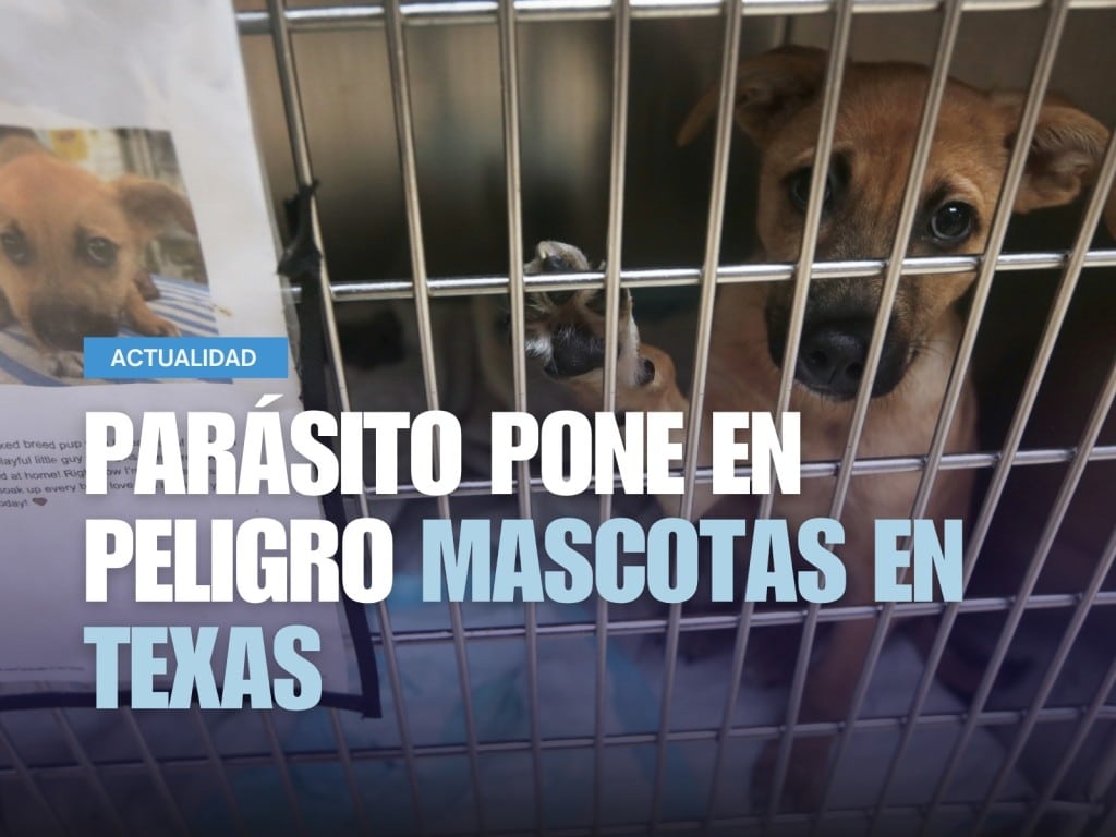 Imagen de un cachorro en un refugio