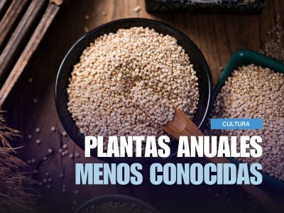 quinua